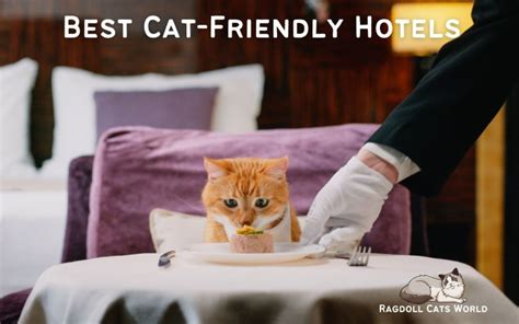 cat friendly hotels